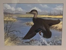 /userimg/J905L/RA Black DUck.jpg